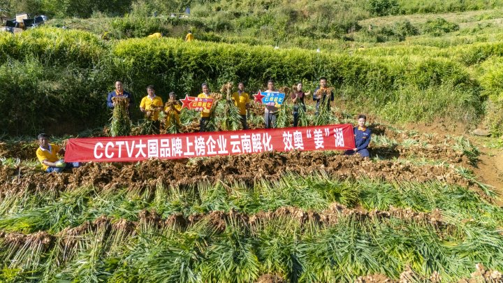 墨江象鼻村生姜大丰收！从种植、施肥到采摘，云南解化全程“呵护”